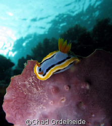 A nice Chromodoris nudibranch perched on a fan. by Chad Ordelheide 